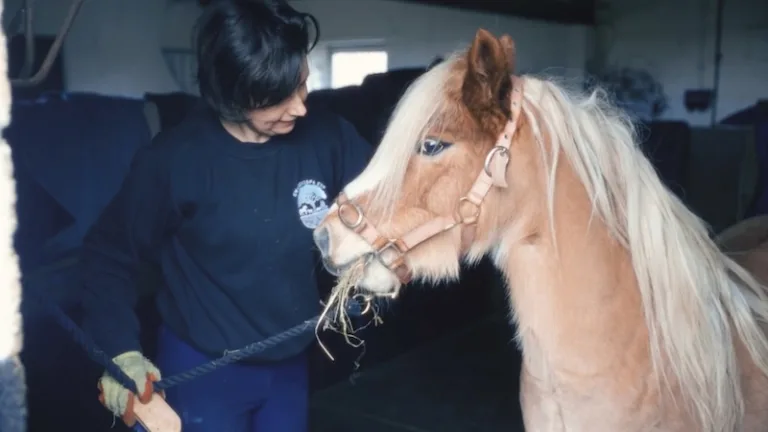 Woman grooming a palomino pony in a stable